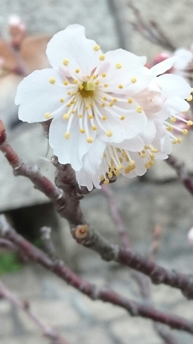 桜咲きましたっ♪　さくらさいたら一年生！