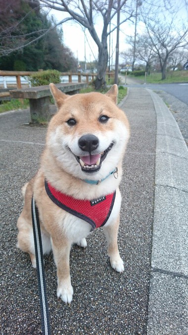 頂いたお野菜たっぷり～