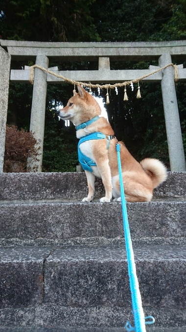 4月8日はシバの日！【柴犬あるある】
