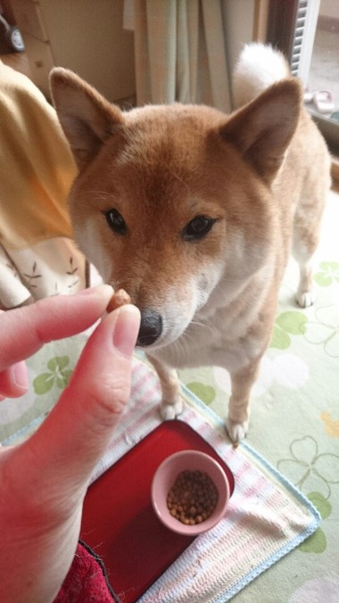 ごはんですよ