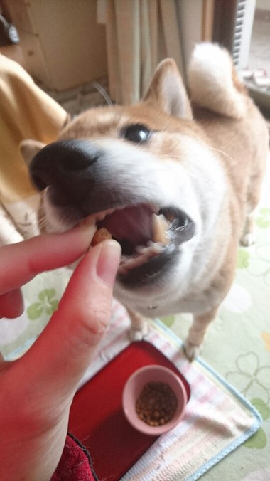 ごはんですよ