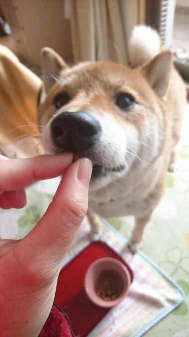 ごはんですよ