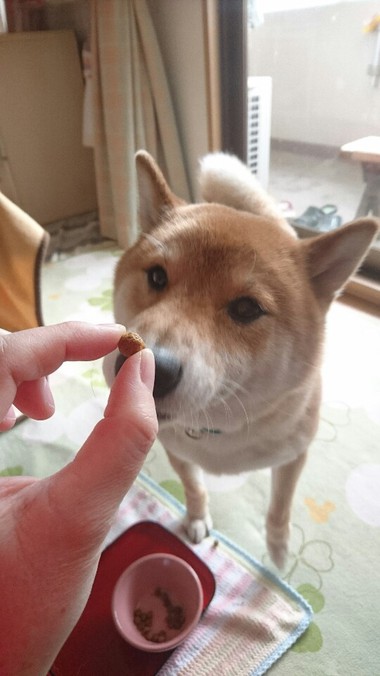 ごはんですよ