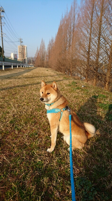 のんびり朝んぽ♪