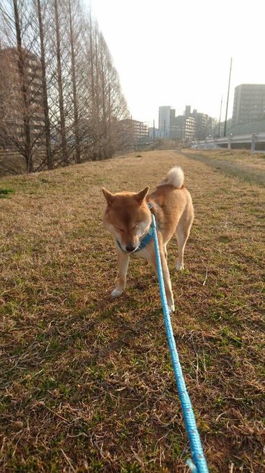 のんびり朝んぽ♪