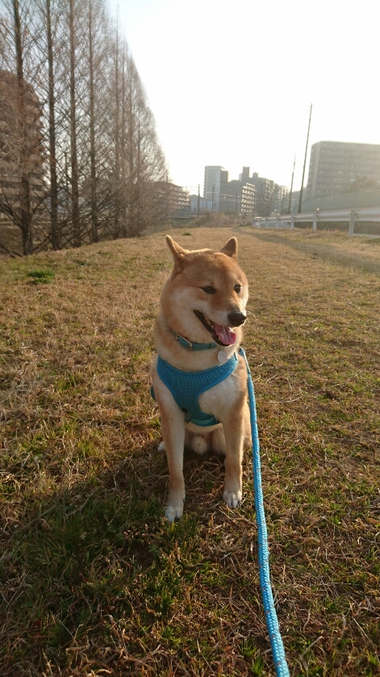 のんびり朝んぽ♪