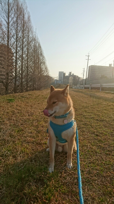 のんびり朝んぽ♪