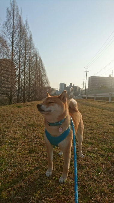 のんびり朝んぽ♪