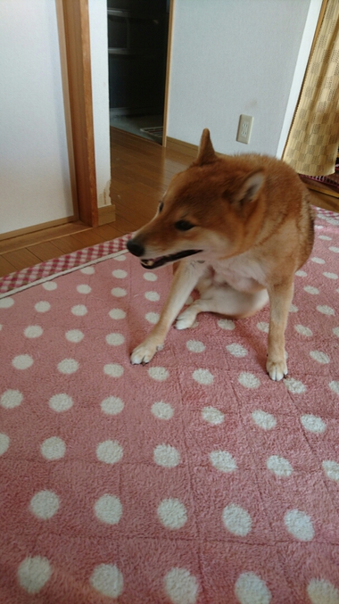ボール遊び