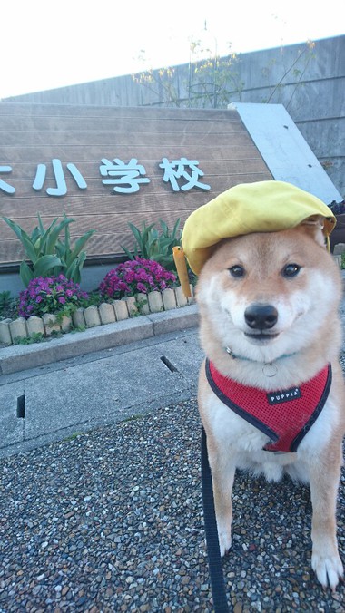 小学校の入学式