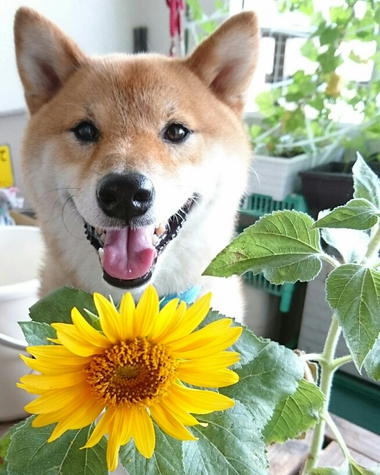 ひまわり咲いたようれしいな♪