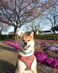 きれいだなー 2021/03/31 08:26:01