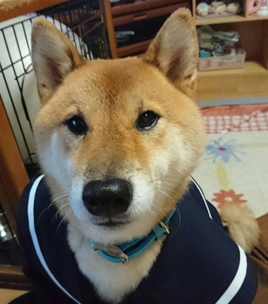 家庭教師＆節約メニュー【キャベツ焼き】