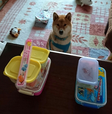 お弁当のつまみぐい