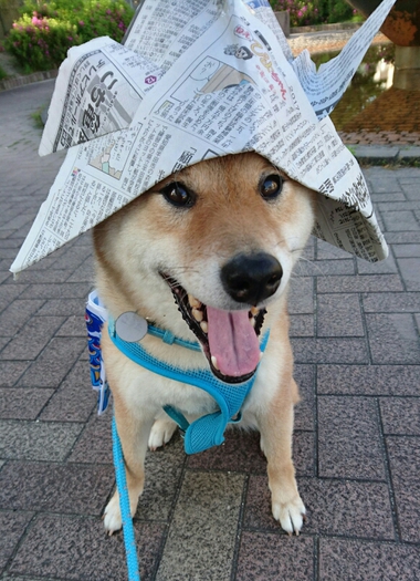 今日は子どもの日♪　柴犬はカブトが似合います＾＾