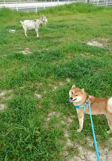 柴犬とヤギ