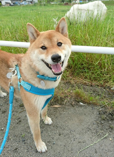 柴犬とヤギ