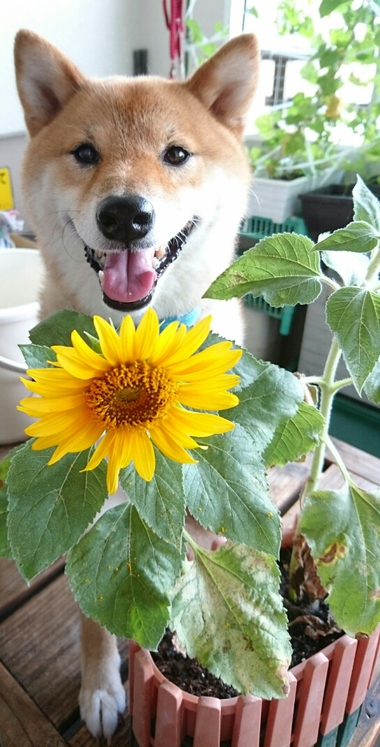 ひまわり咲いたようれしいな♪