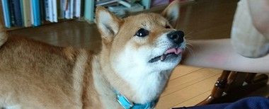 お掃除のお手伝い♪