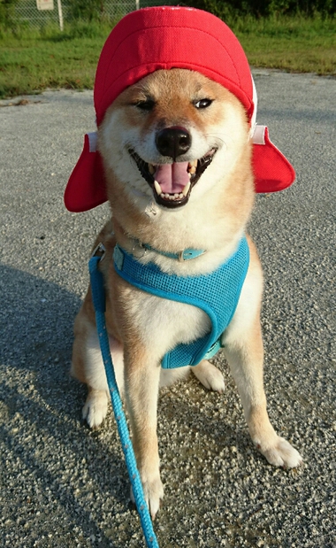 運動会頑張って！