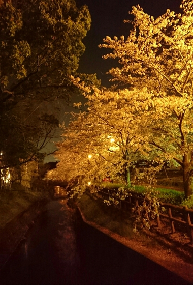 夜桜と夜のヤギ・ひつじ