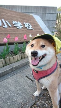 フィットしないけど似合っちゃう犬 2021/04/02 18:21:02