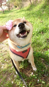 あきた犬 2021/04/12 18:00:00