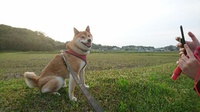 あきた犬 2021/04/25 10:00:41