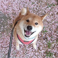 かわいすぎてヤバイ犬 2021/04/01 12:17:59