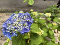 fiore　今年も紫陽花が咲き始めました。今年も変わらずコツコツ制作していきます。