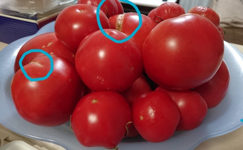 トマロッソでトマトの販売再開しました～♪【東郷ファーム】