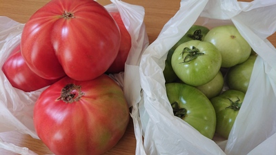 トマトの美味しい季節になりました～(*▽)【トマロッソ東郷ファーム】