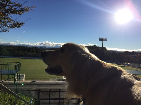 太陽と犬