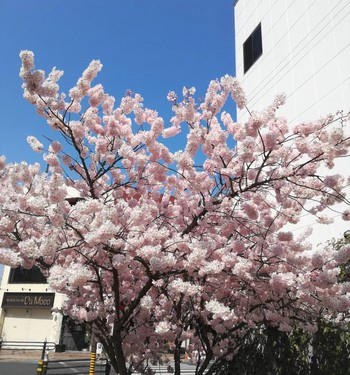 早咲きの桜が満開です！