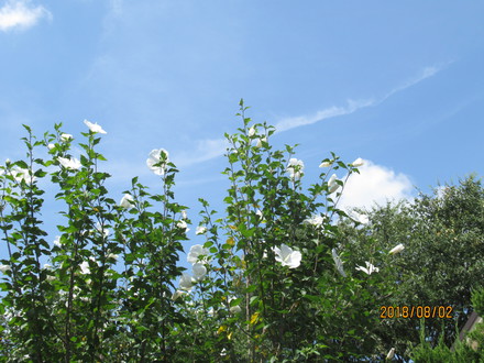 夏　天まで目指す！