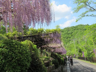 豊田市藤岡町ふじまつり