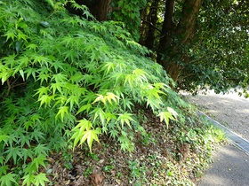 猿投神社に参拝
