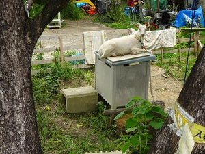 皆さまお変わりございませんか♪