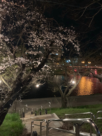 桜が見頃になってきましたね 2019/03/29 19:25:45