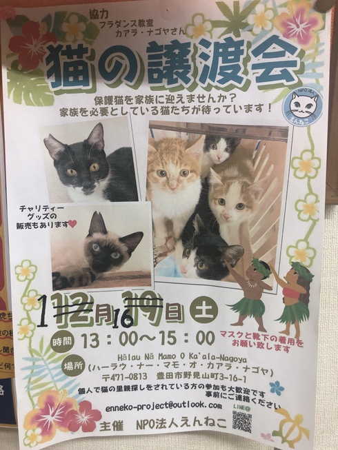 ちゃまる その後 保護猫カフェ Aelu アエル