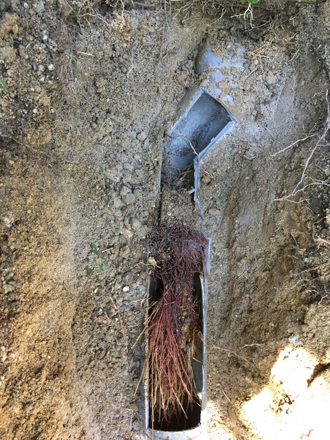 排水管の詰まり(木の根が原因でした)