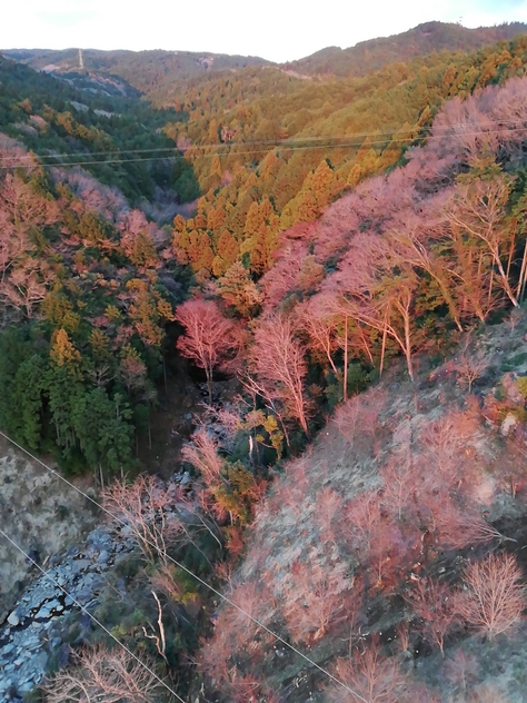 【伊豆旅行②】カピバラ露天風呂、フクロウいっぱい、富士山など絶景