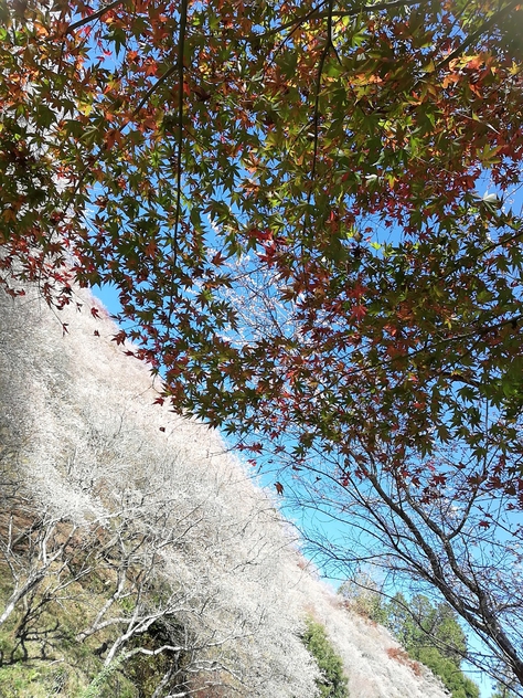 【豊田市おでかけ】小原の四季桜を見に行ってきました♪今はこんな感じ！