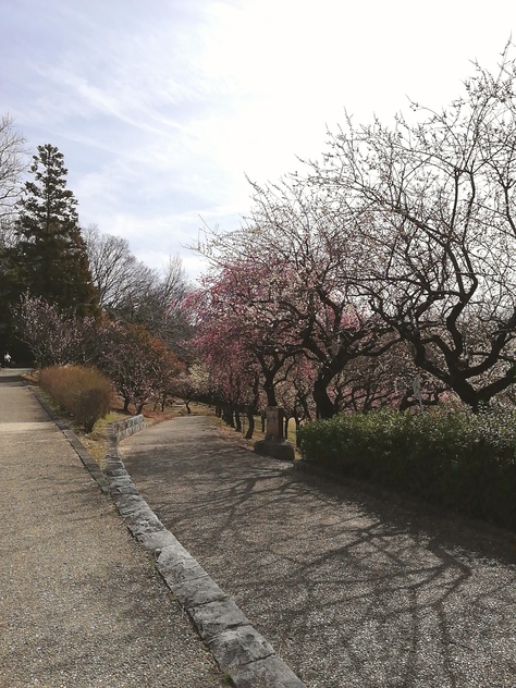 【豊田市おでかけ】平芝梅林公園の梅を見に行ってきました♪