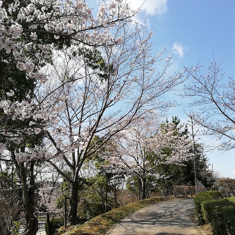 鞍ヶ池公園は桜が咲き出しました♪スタバもできてます！