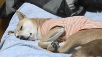 夢見る犬 2014/04/24 23:59:00