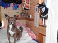 バナナの嫌いな柴犬 2014/01/18 20:06:35