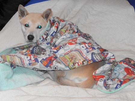 布団犬