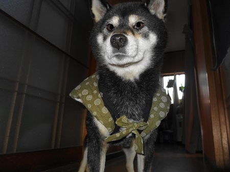 やまとなでしこ
