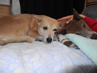 タンチンな犬たち 2014/02/28 23:59:00